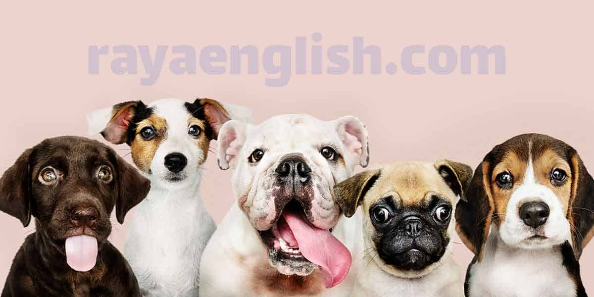 آموزش اسم حیوانات انگلیسی برای کودکان